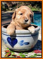 Millie Rebel pups 4 weeks old 311