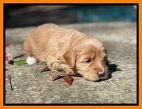 Millie Rebel pups 4 weeks old 321