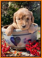 Millie Rebel pups 4 weeks old 331