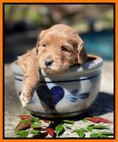 Millie Rebel pups 4 weeks old 341
