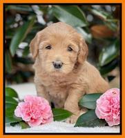 Millie Rebel pups 5 weeks old 391