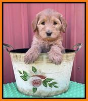 Millie Rebel pups 6 weeks old 421