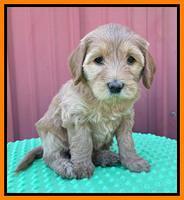 Millie Rebel pups 6 weeks old 431