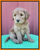 Millie Rebel pups 6 weeks old 441