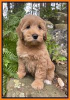 Millie Rebel pups 8 wks old 10 300