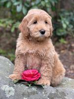 Millie Rebel pups 8 wks old 9 300