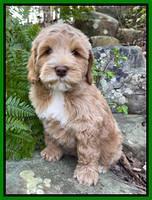 Hall Family: Coby 8 week old weight 7 lb 0 oz