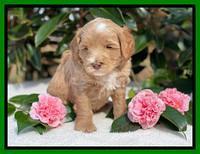 Millie Rebel pups 5 weeks old 281