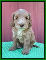 Millie Rebel pups 6 weeks old 341