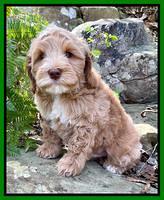 Millie Rebels pups 8 weeks old 11