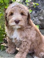 Millie Rebels pups 8 weeks old 21