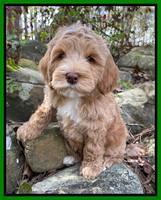 Millie Rebels pups 8 weeks old 41