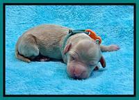 Millie Newborn puppies 101