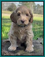 Millie REbel 7 week pics 301