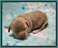 Millie Rebel pups 1 wk old 201