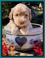 Millie Rebel pups 4 weeks old 381