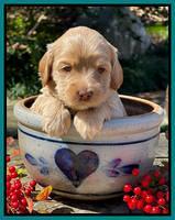 Millie Rebel pups 4 weeks old 391