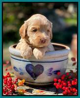 Millie Rebel pups 4 weeks old 401