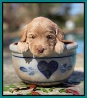 Millie Rebel pups 4 weeks old 411