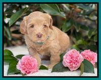 Millie Rebel pups 5 weeks old 401