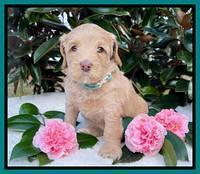 Millie Rebel pups 5 weeks old 411