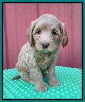 Millie Rebel pups 6 weeks old 461