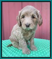 Millie Rebel pups 6 weeks old 471