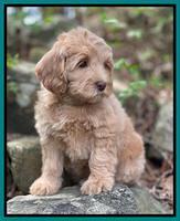 Millie Rebel pups 8 wks old 2100