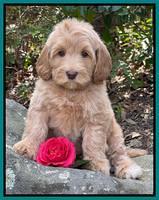 Millie Rebel pups 8 wks old 4100