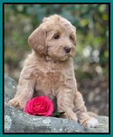 Millie Rebel pups 8 wks old 6100