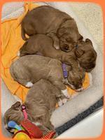 group 3 wks old 1