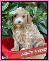 Misha Rebel pups 5 weeks old 31