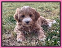 Misha Rebel pups 7 wks old 11