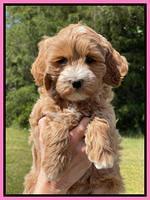 Misha Rebel pups 7 wks old 21