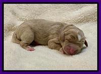 Misha Rebel Newborn 21