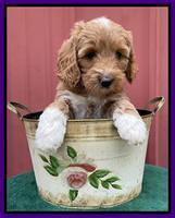 Misha Rebel pups 6 wks old 61