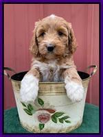 Misha Rebel pups 6 wks old 81