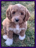 Misha Rebel pups 7 wks old 71