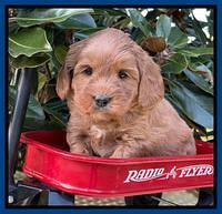 Misha Rebel pups 5 weeks old 111