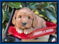 Misha Rebel pups 5 weeks old 131
