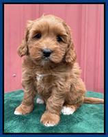 Misha Rebel pups 6 wks old 131