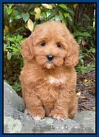 Misha Rebel pups 8 wks old 2200