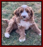 Misha Rebel pups 7 wks old 131