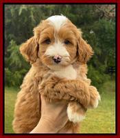 Misha Rebel pups 7 wks old 141