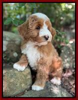 Misha Rebel pups 8 wks old 10200