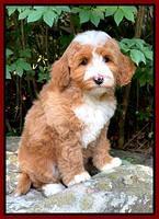 Misha Rebel pups 8 wks old 6200