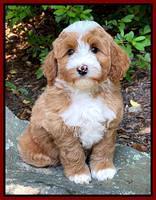 Misha Rebel pups 8 wks old 8200