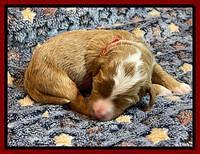 misha Rebel 1 wk old 121
