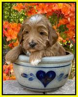 Misha Rebel pups 4 wks old 261