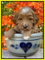 Misha Rebel pups 4 wks old 281
